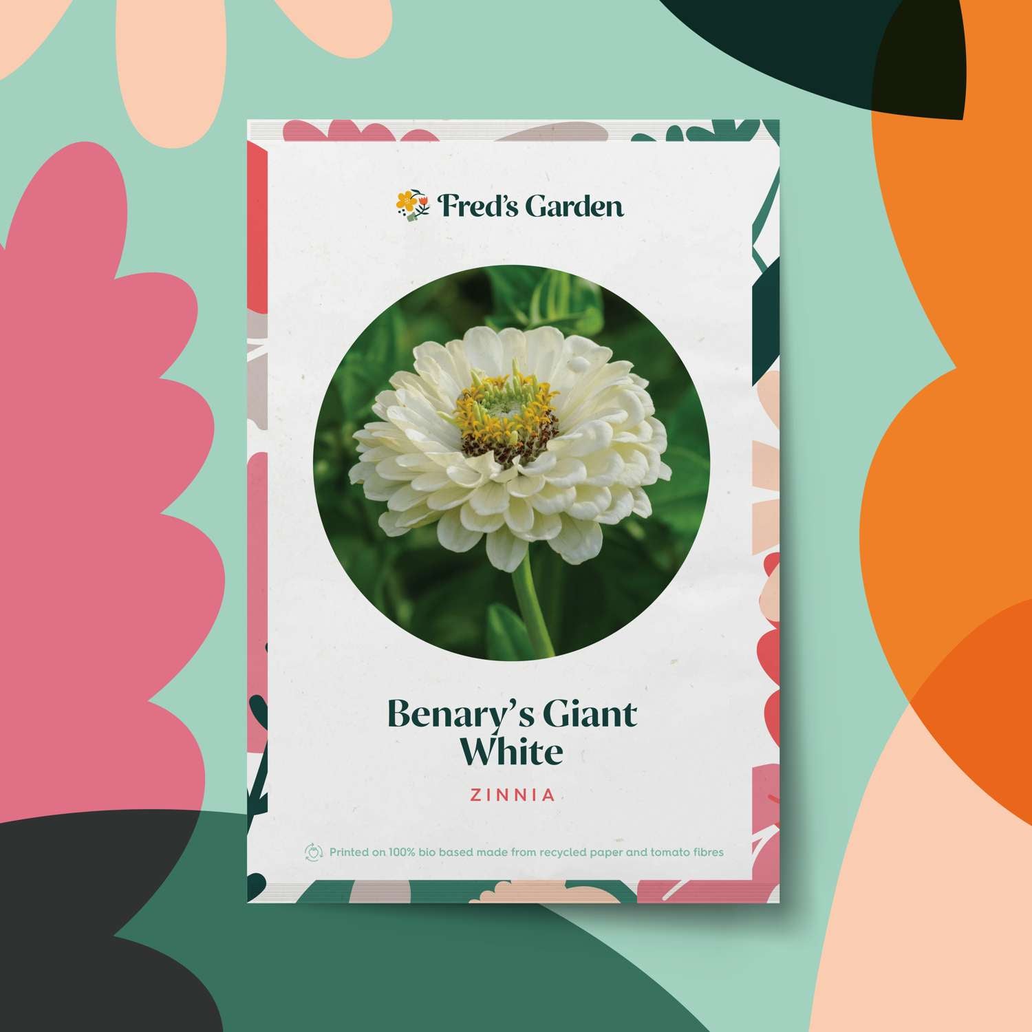 Zinnia 'Benarys Giant White' (graines)